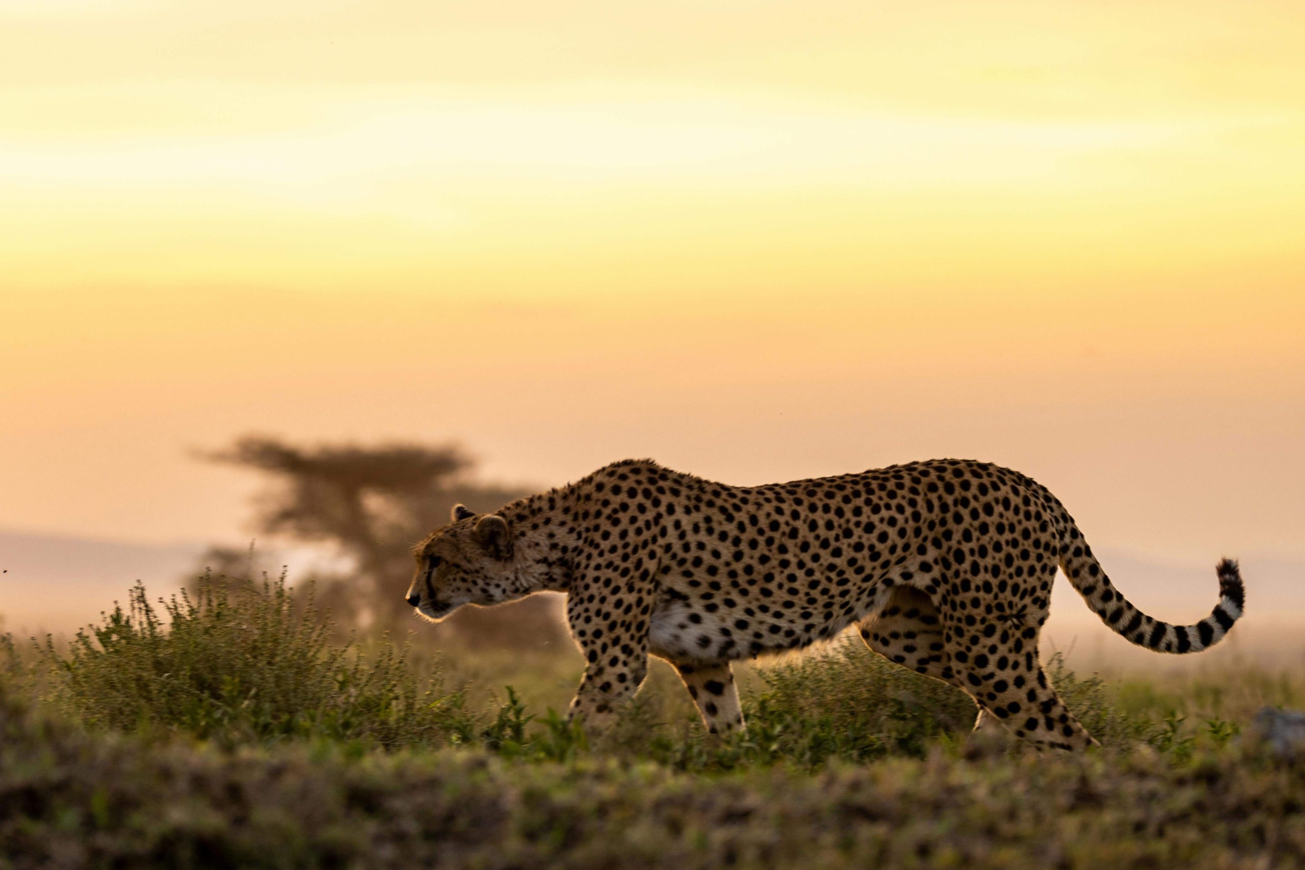 Kenya Big Five Safaris