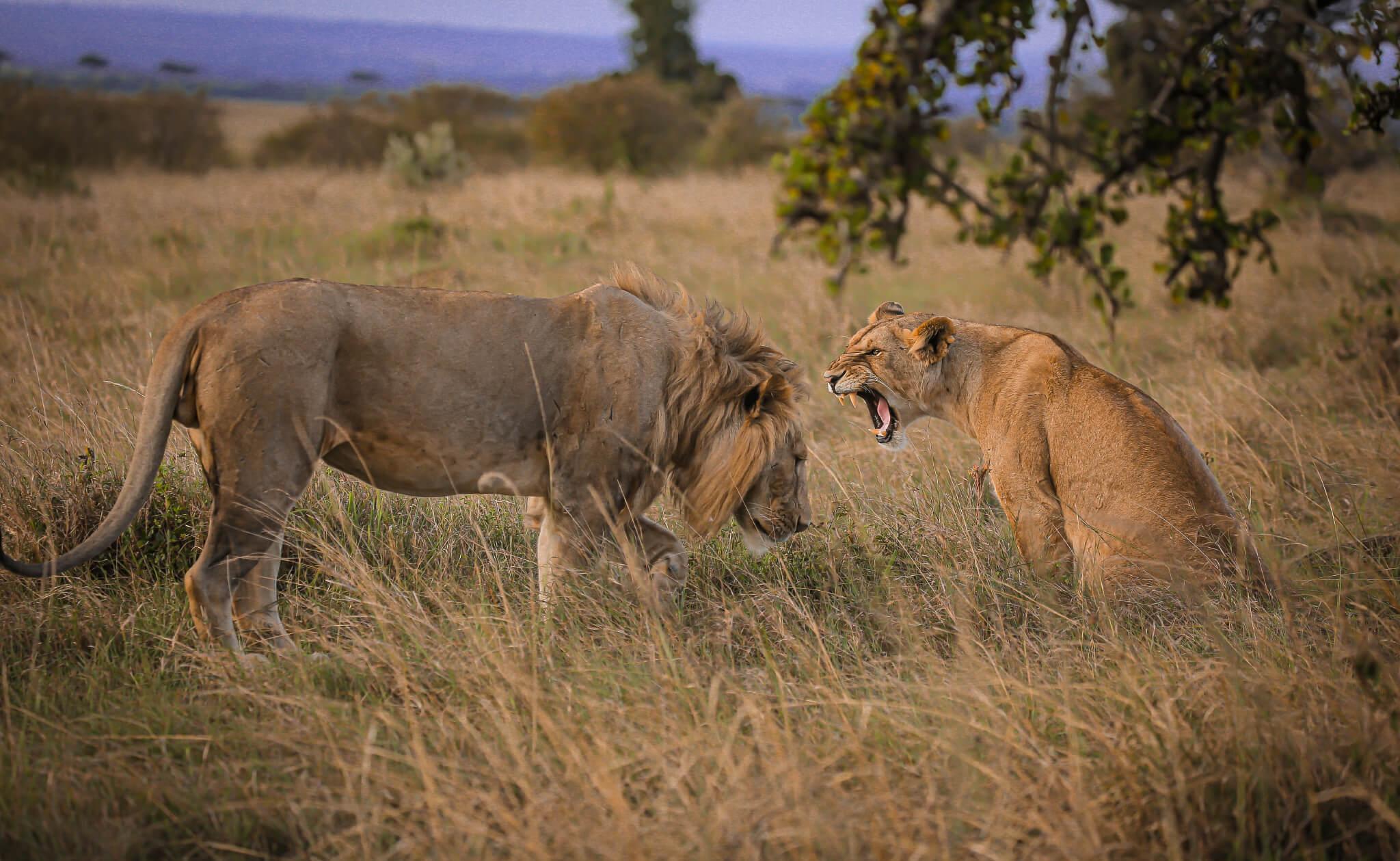 Masai Mara 