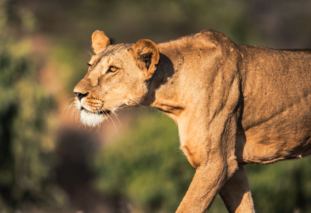 Kenya Big Five Safari