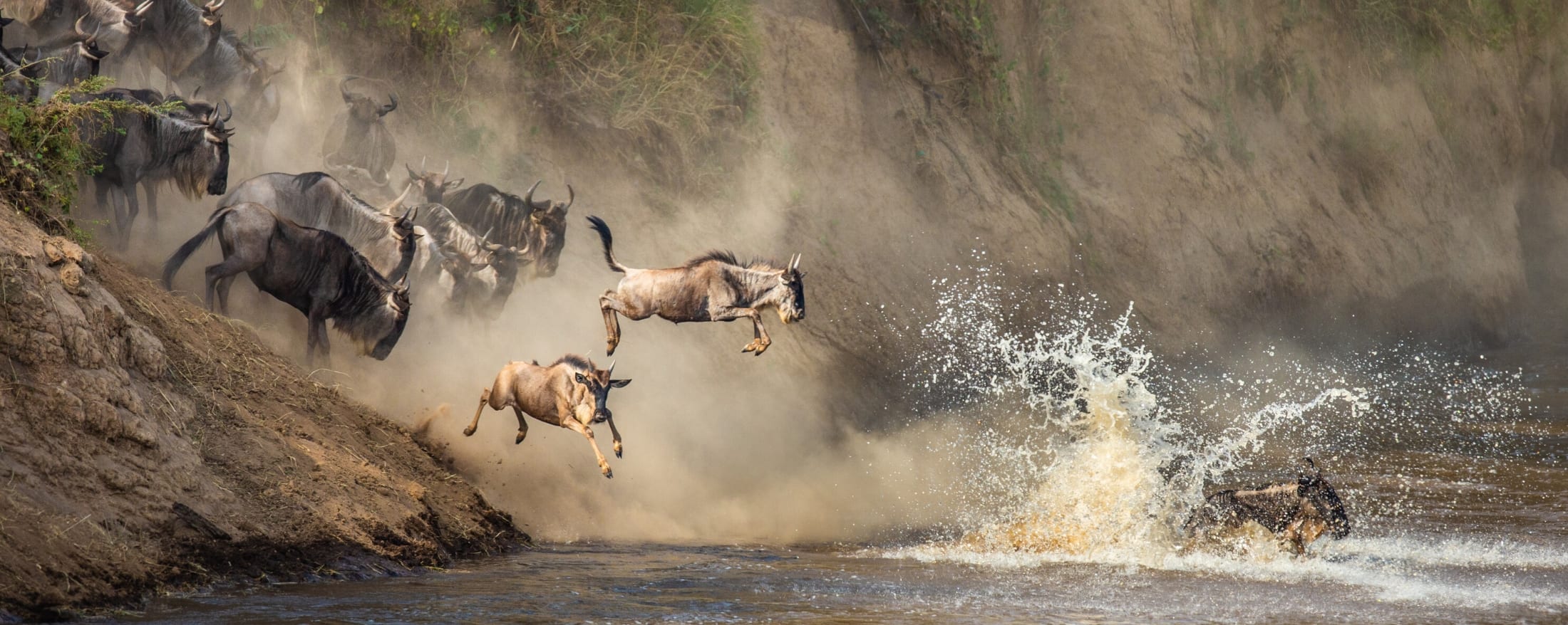 Kenya Wildebeest River Crossings