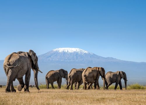 5 Days All-Inclusive Kenya Safari