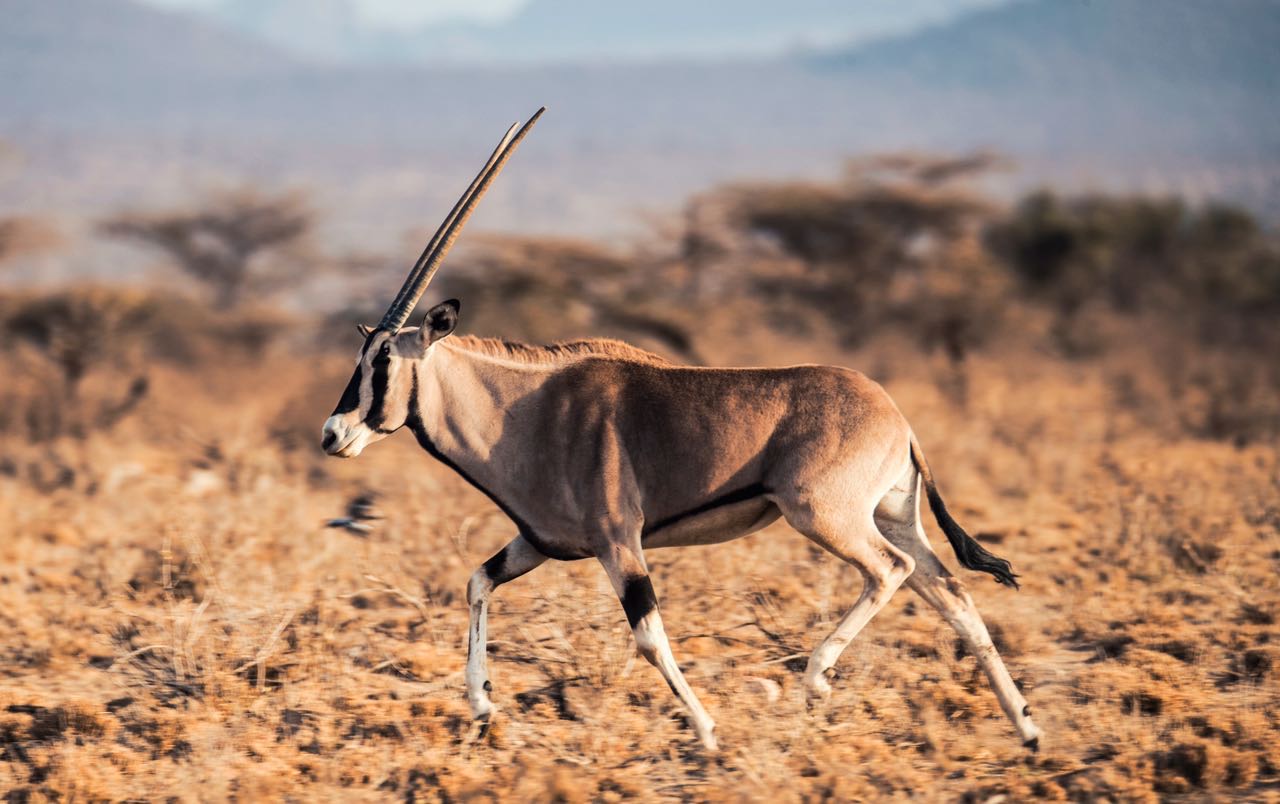 Samburu Safari Tours