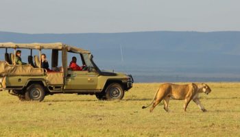 Kenya Safari Masai Mara