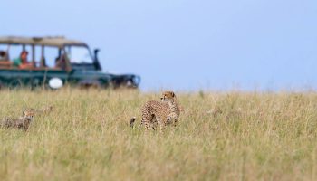Masai Mara Safaris