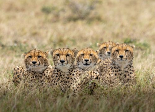 4 Days Masai Mara Safari – Big Five Safari