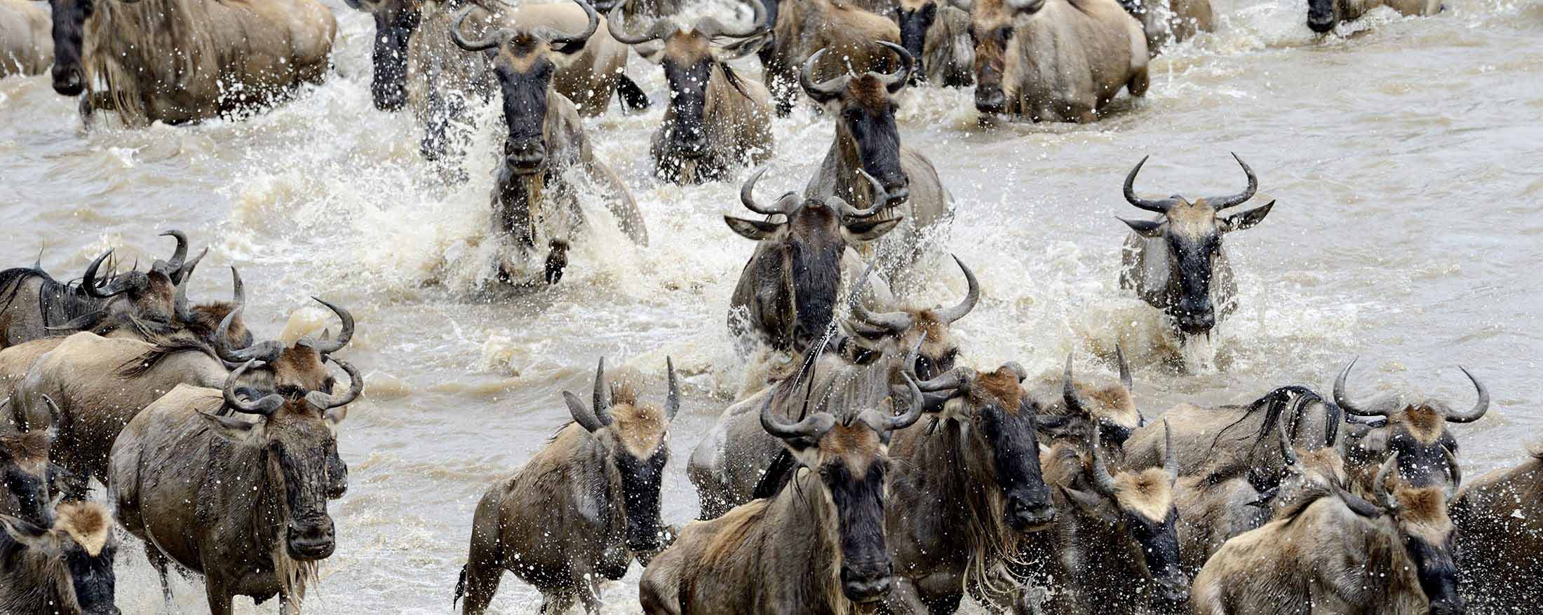 Kenya Wildebeest Migration Safaris