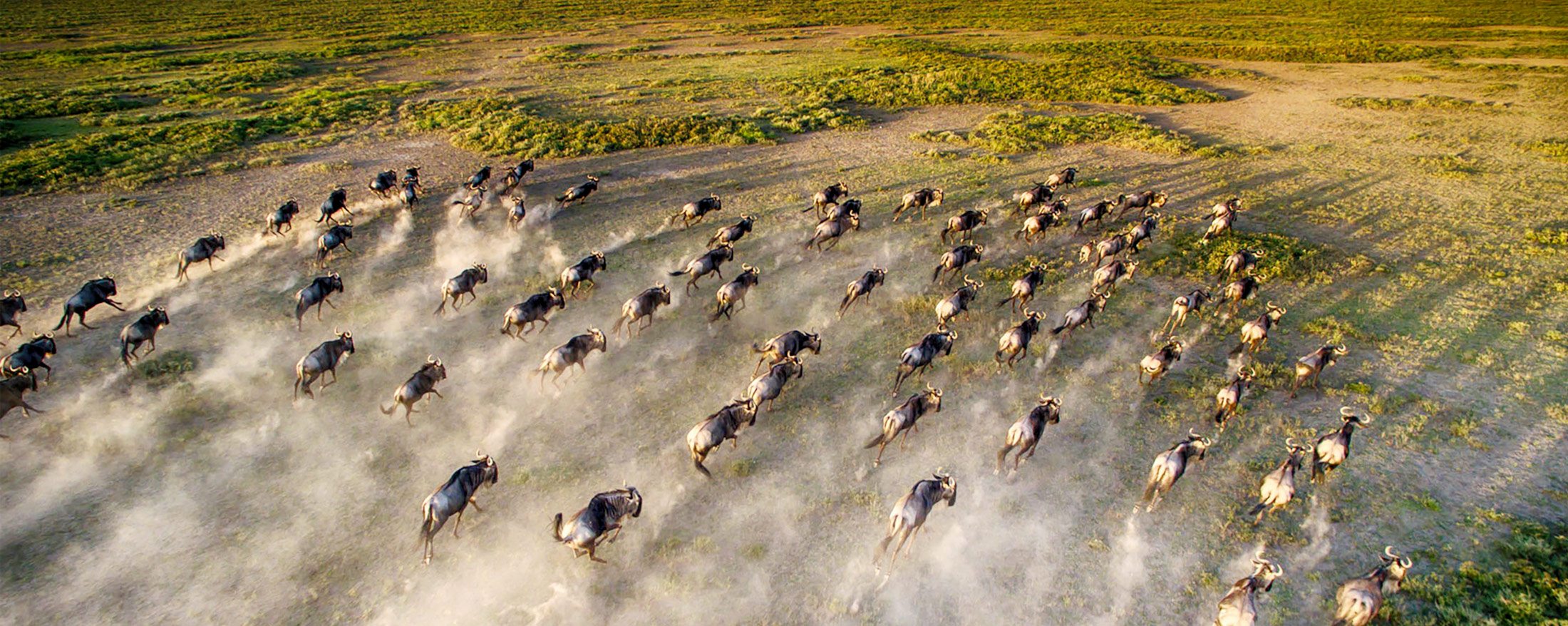 Masai Mara River Crossings