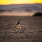Best Kenya Trips