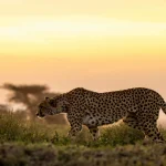 Plan A Masai Mara Safari
