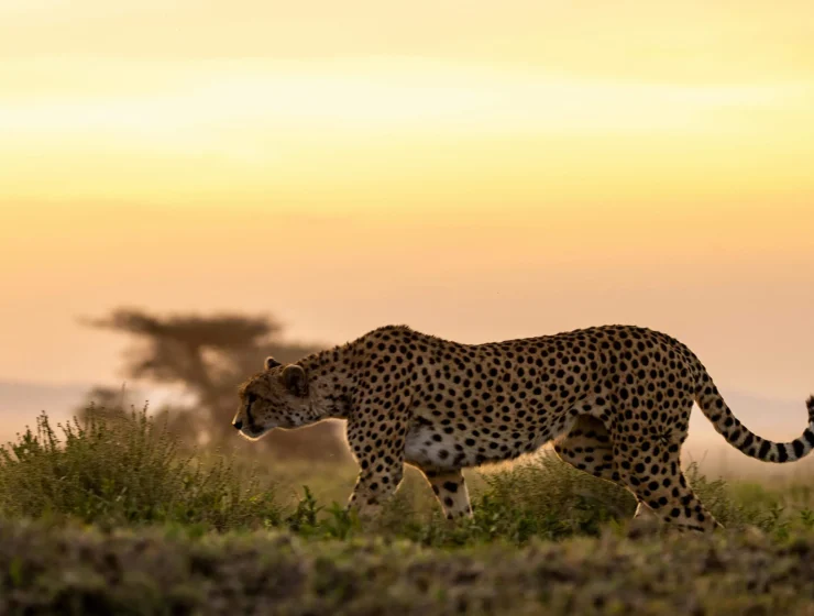 Plan A Masai Mara Safari